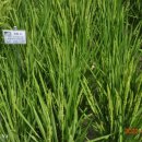 황금밥상 이미지