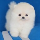 강아지분양 멍블랑 인천청라본점 이미지