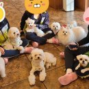 (주)피터펫 이미지