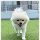 마마스미독펜트하우스 광주애견유치원&애견호텔 본점 이미지