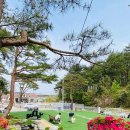 나나애견 이미지