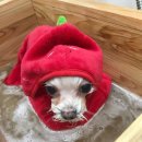 몽그루밍 이미지