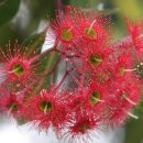꽃유칼립투스 [Flowering gum, 코림비아 피키폴리아 (Corymbia ficifolia)] 이미지