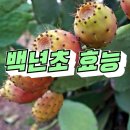 백년초