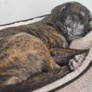 놀면뭐하개 이미지