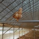 자연같이 팜 이미지