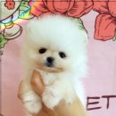 드림독 강아지분양 안심분양센터 인천점 이미지