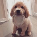 강아지 친구 이미지