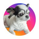 담 | 강남애견미용 치와와 반려담미용 후기