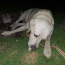 서귀포에 유기견 래브라도 주인분찾습니다 이미지