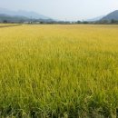 황금들녁 이미지