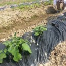 재만농장 이미지