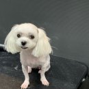 Re Pet 애견샵 이미지