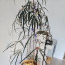 곽지머물다 이미지