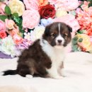 대구강아지분양 도로시펫 이미지