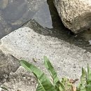 바바나 티스토리