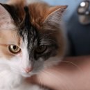 로얄동물병원 이미지