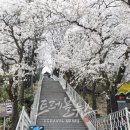 2025 경포 벚꽃 잔치 이미지