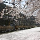 꽃비내리는 경산 삼성역 이미지