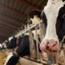 경주축산농협 TMR 사료공장 | “단백질이 다 같은 단백질이 아니다”