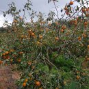 영호농장 이미지