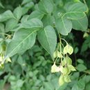 신체의 열매 이미지