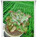 딕스핑크ㅡEcheveria 'Dicks Pink) 이미지