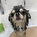 벨몽드펫 이미지