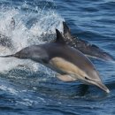 돌고래유통