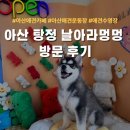 천안아산 애견카페, 천안근교 아산 탕정 날아라멍멍 애견카페&애견운동장 + 수영장 방문 후기