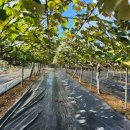 우금1농장 이미지