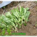 무등산 농원 이미지