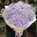 제주라일락 이미지