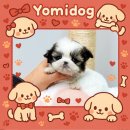 인천부평 요미독앤캣 강아지분양 고양이분양 이미지