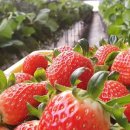 여주-0480 이미지