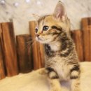 도그마루 강아지고양이 평택점 이미지