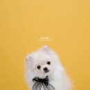 릴리리독 이미지