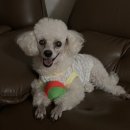 온양애견미용 이미지