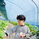 대자연유치원 | 팔공산가볼만한곳 대구딸기체험 호감농장 후기