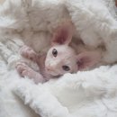 패밀리 동물병원 이미지