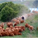 초지한우 이미지