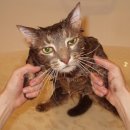 목욕하는 고양이 이미지