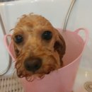 코코펫 살롱 호텔 이미지