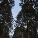 남해편백자연휴양림(남해) 이미지