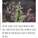 개두릅의 효능 이미지