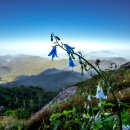 비밀의화원 이미지