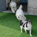 마이댕댕스쿨 이미지