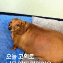춘천집닭갈비막국수 - 연수구 센트럴로 232 | 춘천집닭갈비막국수