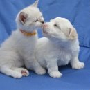 강아지와고양이나라 동물병원 이미지