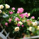 묵동-006 이미지